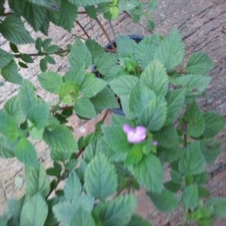 ランタナ　苗　花木・観賞・観葉植物(その他)