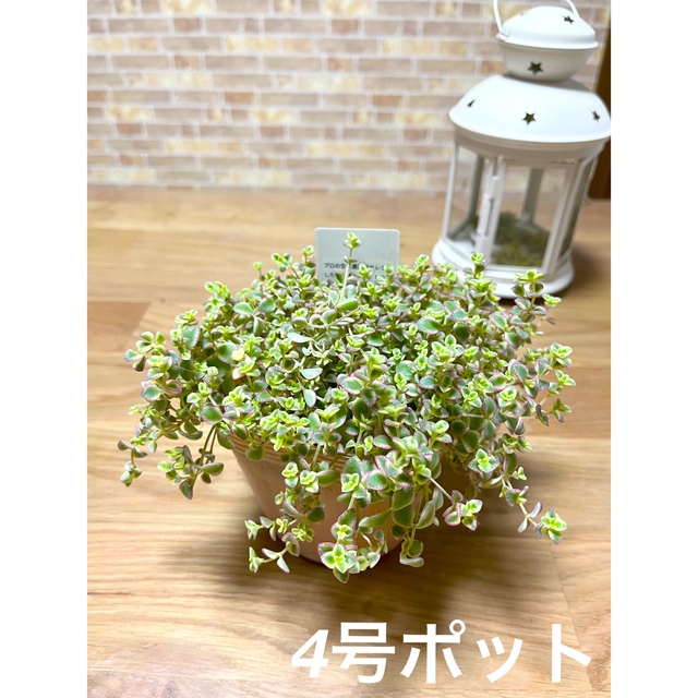 多肉植物　リトルミッシー　苗　 ハンドメイドのフラワー/ガーデン(プランター)の商品写真