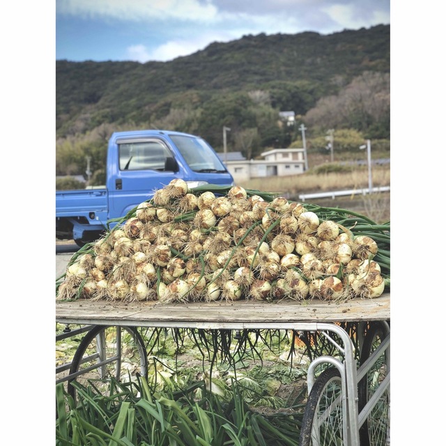 淡路島産新玉ねぎ4.9kg 食品/飲料/酒の食品(野菜)の商品写真