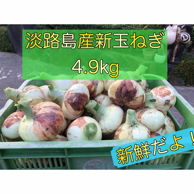 淡路島産新玉ねぎ4.9kg 食品/飲料/酒の食品(野菜)の商品写真