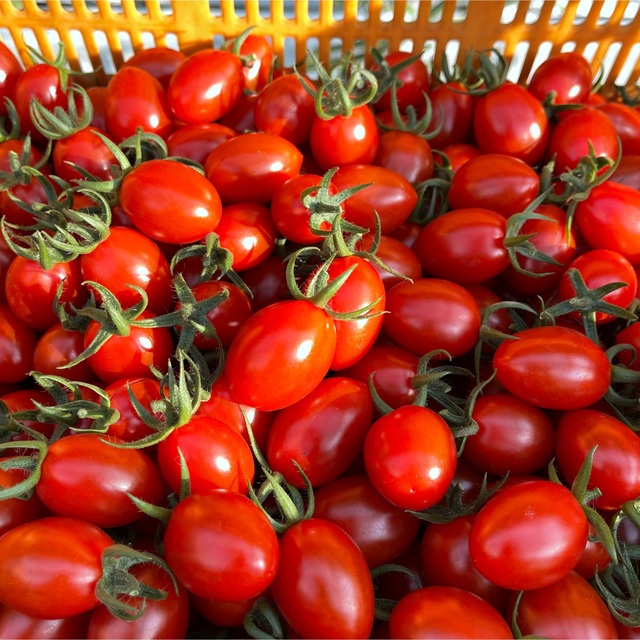 ソラリーノ　1kg　プリッとコクうま　新鮮　農園直送　高糖度　ミニトマト 食品/飲料/酒の食品(野菜)の商品写真