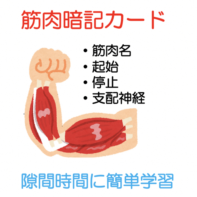筋肉】起始・停止・支配神経暗記カード www.judiciary.mw