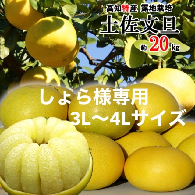 高知特産　土佐文旦　3L〜4L約20㎏  文旦約10㎏2箱️規格