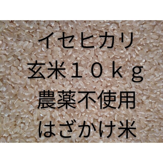 食品/飲料/酒イセヒカリ　玄米　２０２２年産　１０ｋｇ　農薬不使用　天日干し　麹作り　送料無料