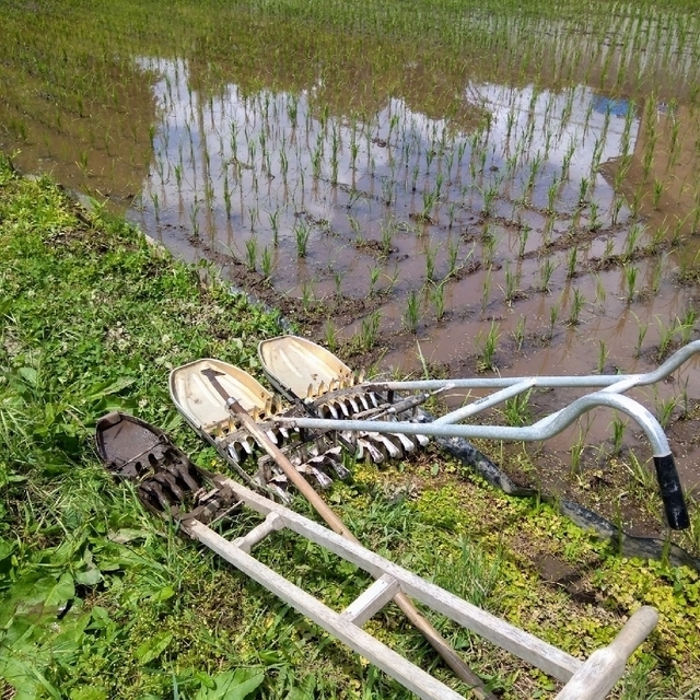 食品/飲料/酒イセヒカリ　玄米　２０２２年産　１０ｋｇ　農薬不使用　天日干し　麹作り　送料無料