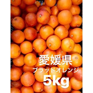 愛媛県産　ブラッドオレンジ　モロ　柑橘　5kg(フルーツ)