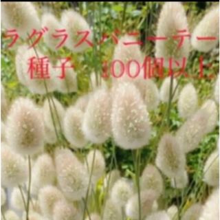 ラグラスバニーテール　種子　花の種(その他)