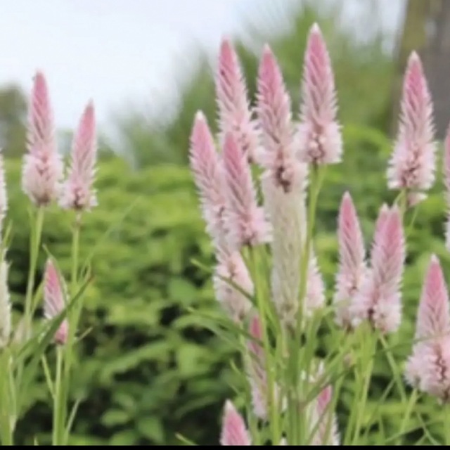 ケイトウ　シャロン　種子　花の種 ハンドメイドのフラワー/ガーデン(その他)の商品写真