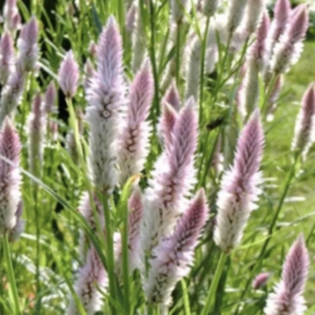 ケイトウ　シャロン　種子　花の種 ハンドメイドのフラワー/ガーデン(その他)の商品写真