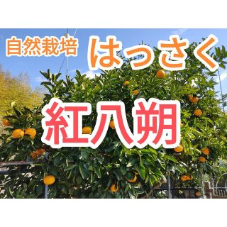 《訳あり》自然栽培　はっさく　紅八朔　約6.5kg　家庭用(フルーツ)