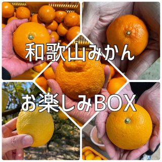 【限定3箱】和歌山みかん お楽しみBOX(フルーツ)