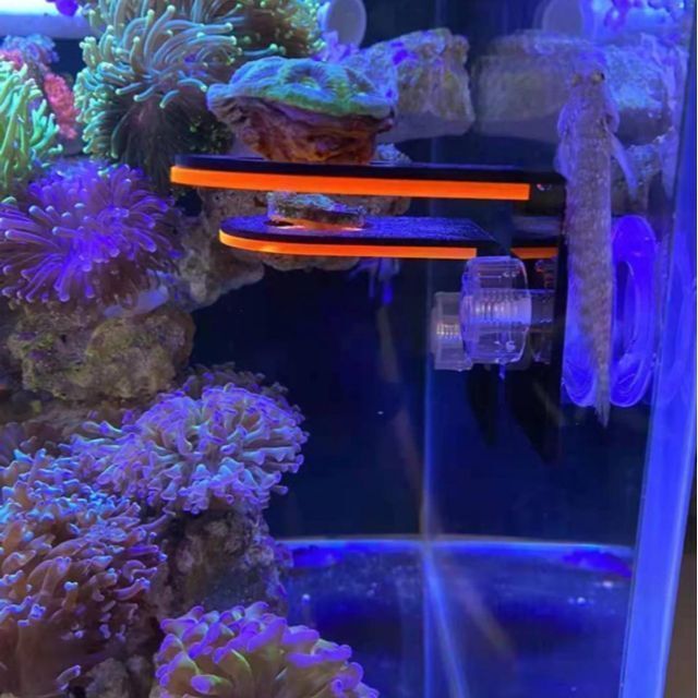 マリンアクアリウム　サンゴ　サンゴ礁　フラグラック　蛍光　水槽　イエロー　海水 その他のペット用品(アクアリウム)の商品写真