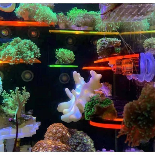 マリンアクアリウム　サンゴ　サンゴ礁　フラグラック　蛍光　水槽　グリーン　海水 その他のペット用品(アクアリウム)の商品写真