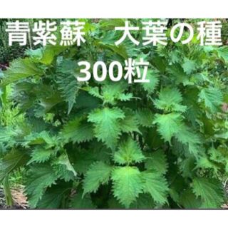 300粒　青しその種、青じその種、青紫蘇の種、大葉の種、青シソの種、青ジソの種(野菜)