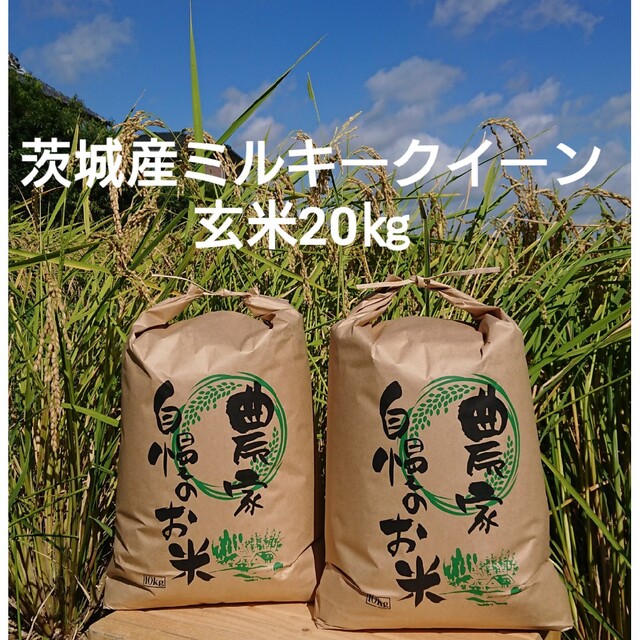 食品/飲料/酒茨城令和4年産ミルキークイーン玄米20㎏