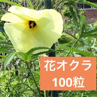 花おくらの種　100〜150粒(野菜)