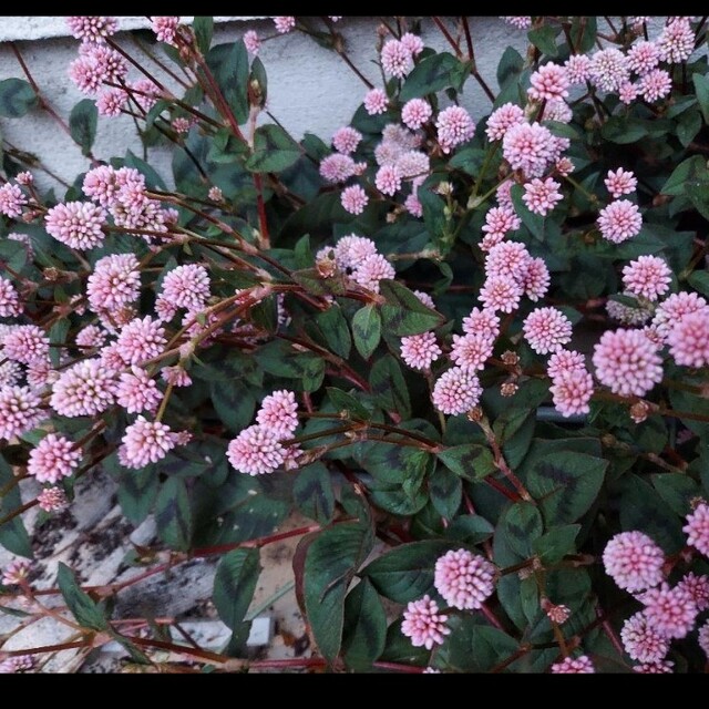 ポリゴナムの種　1000粒‼️‼️ ハンドメイドのフラワー/ガーデン(プランター)の商品写真