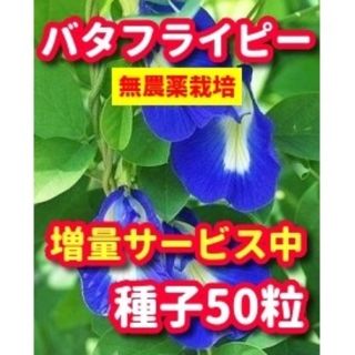 バタフライピーの種【50粒】★無農薬栽培の種、増量サービス中(野菜)