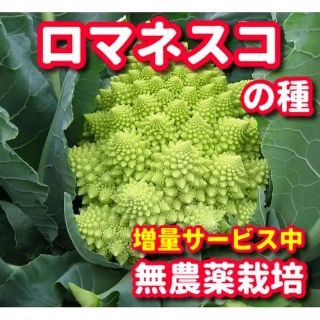 ダイちゃん様専用★ロマネスコの種【100粒以上】＆レッドビーツの種(野菜)