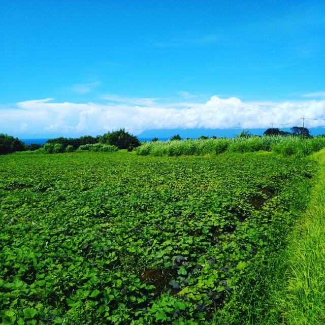 種子島安納いもMIX M 5キロ 食品/飲料/酒の食品(野菜)の商品写真