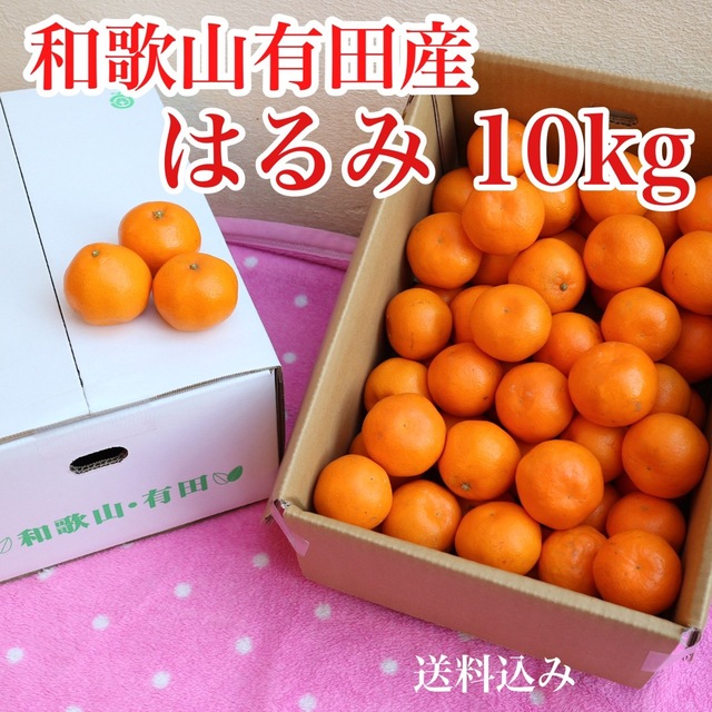 和歌山県有田産　はるみ 10kg 食品/飲料/酒の食品(フルーツ)の商品写真