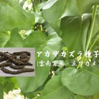 R127 アカザカズラのむかご（種用根茎）　丘わかめ　オカワカメ　雲南百薬ムカゴ(野菜)