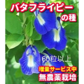 バタフライピー種【60粒以上】★無農薬栽培の種、増量サービス中(野菜)