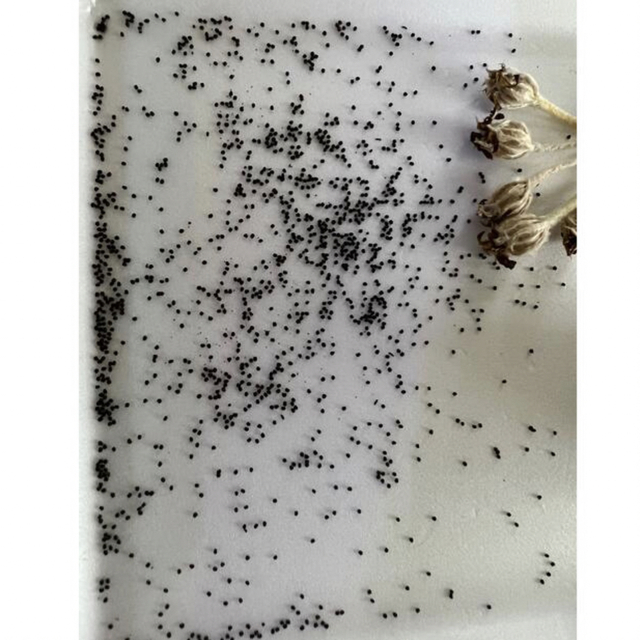 リクニス コロナリア アルバ 宿根草 種子200粒 ふわふわリーフ ハンドメイドのフラワー/ガーデン(その他)の商品写真