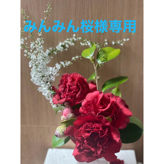 訳ありセール 格安) みんみん桜 ビタミン 苗:琳宝桜*(淋宝桜・りんぽうさくら・サクラ)