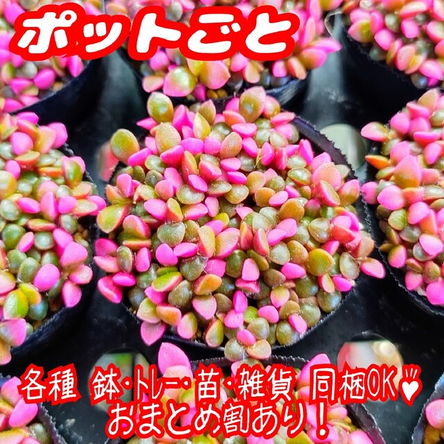 【ポットごと】桜吹雪 多肉植物 アナカンプセロス 紅葉 プレステラ プラ鉢 ハンドメイドのフラワー/ガーデン(その他)の商品写真