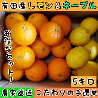 有田産レモン&ネーブルオレンジ　5キロ(フルーツ)
