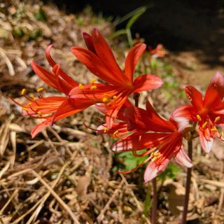 キツネのカミソリ 球根 2個 オレンジ色の花 可愛らしい 小さめの花(その他)