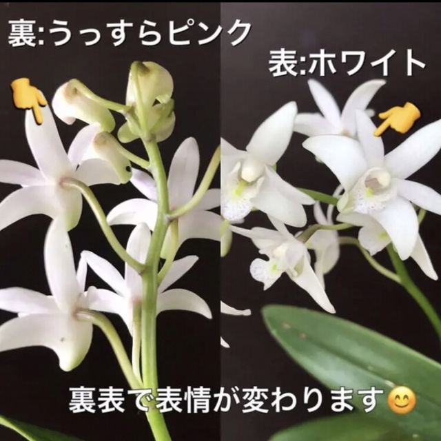 【送料込】花付き抜群♡デンドロビウム♡スペシオキンギアナム♡鉢ごと発送♡ ハンドメイドのフラワー/ガーデン(プランター)の商品写真