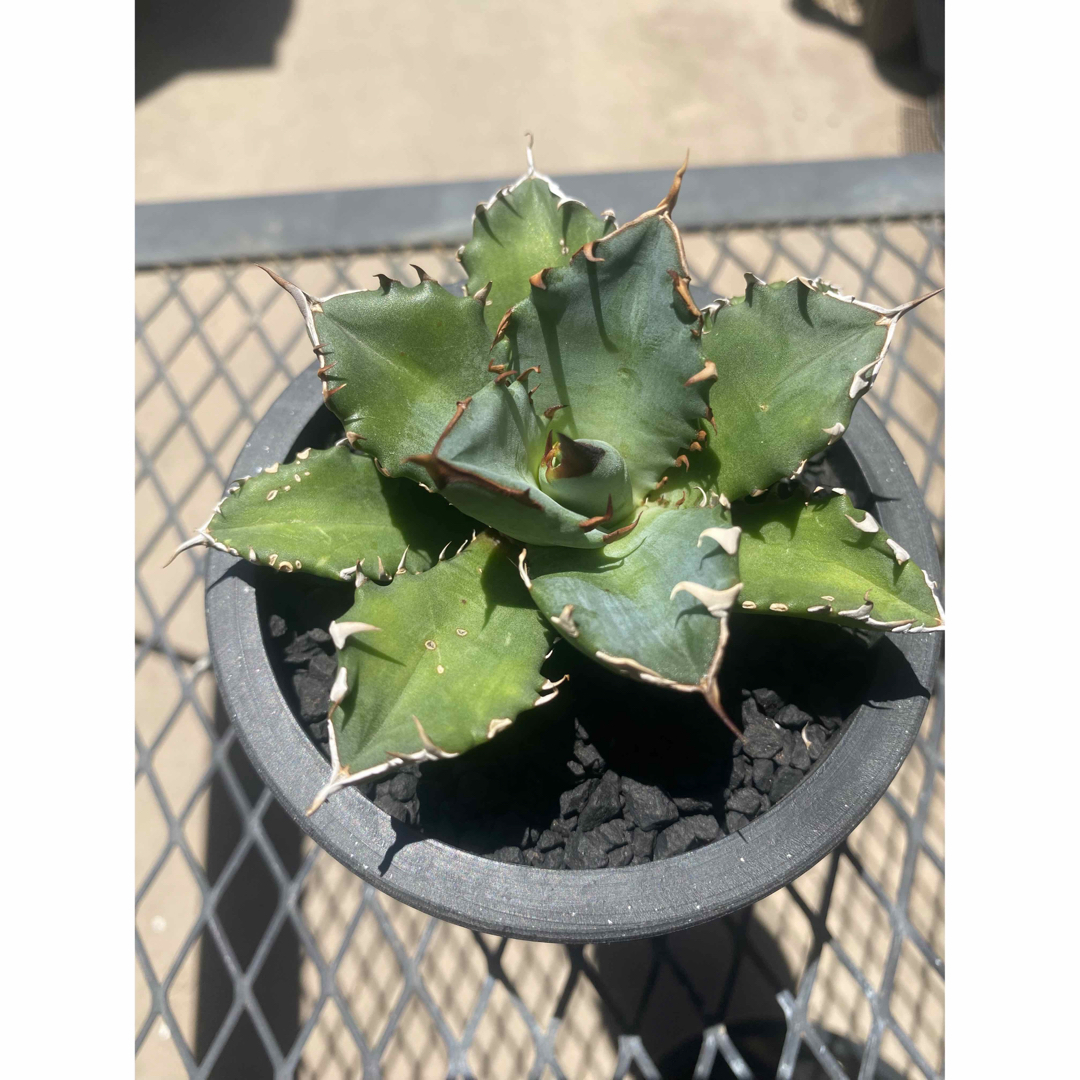 【AGAVE SALE】厳選株　アガベ　チタノタ　農大No.1