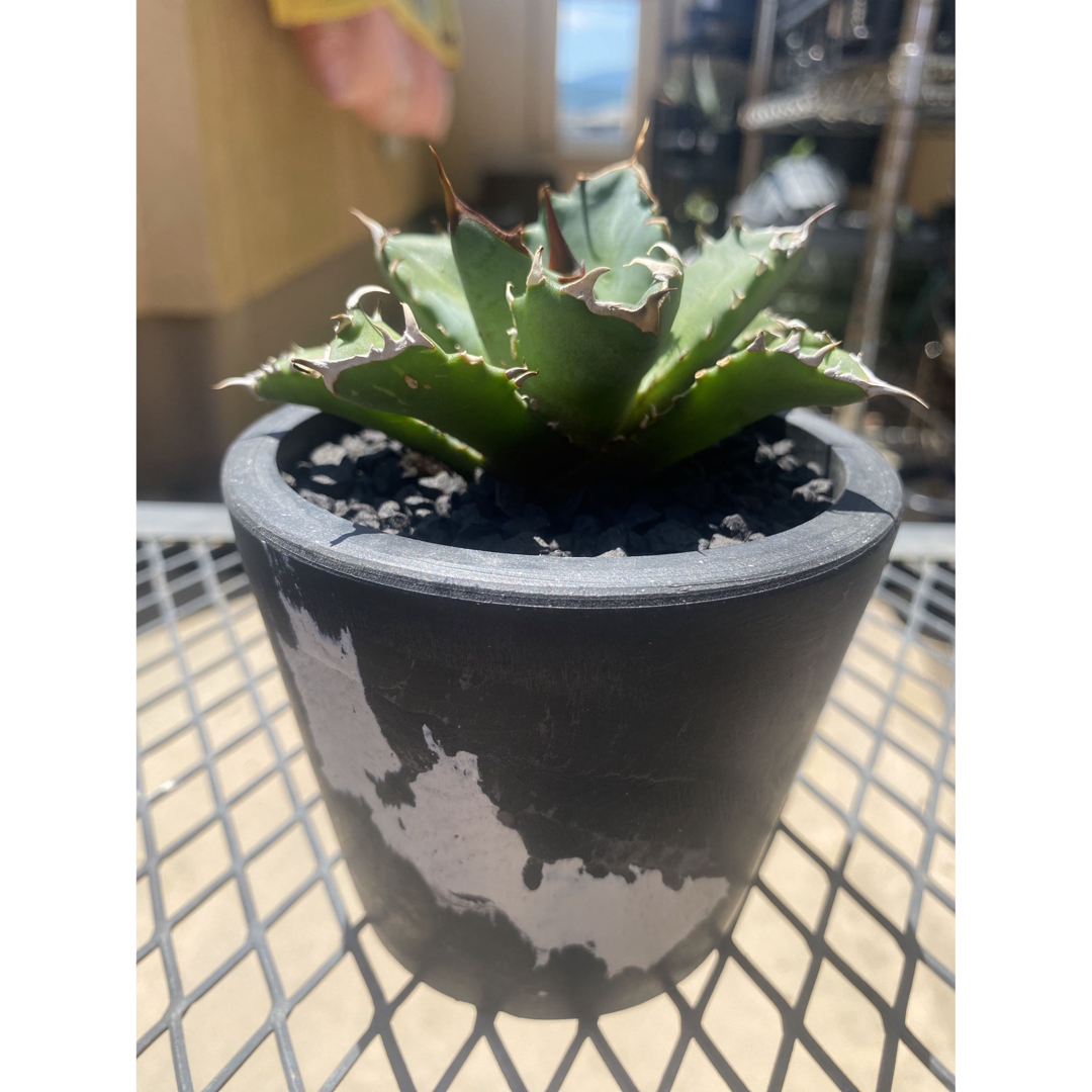 【AGAVE SALE】厳選株　アガベ　チタノタ　農大No.1