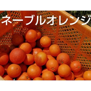 ネーブルオレンジ(フルーツ)
