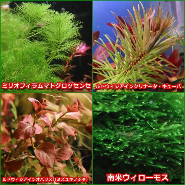 水草 水上葉 ピグミーマッシュルーム 無農薬 郵送 - 水草育成