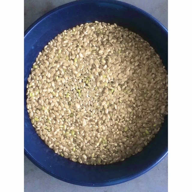 米/穀物専用　無農薬 精米 15kg(5kg×3)令和元年 徳島県産