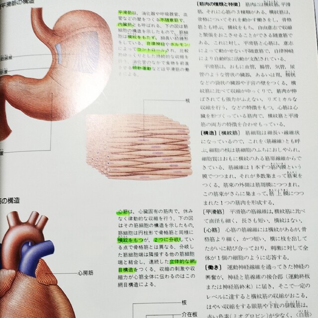 講談社(コウダンシャ)のからだの地図帳 Human Body 医学 看護 エンタメ/ホビーの本(健康/医学)の商品写真