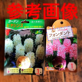 人気のセット】ヒヤシンス 芽出し球根　2球　2色　白　桜(薄ピンク)  Ｋセット(プランター)