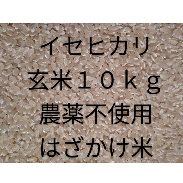 食品/飲料/酒イセヒカリ　玄米　２０２２年産　１０ｋｇ　農薬不使用　天日干し　麹作り　送料無料