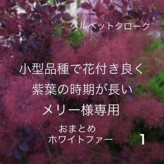 1. おまとめ ホワイトファー ベルベットクローク スモークツリー 苗 苗木 (プランター)