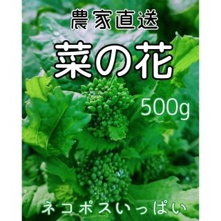 菜の花(ナバナ)  ネコポスいっぱい(約500g)✳︎収穫後発送3(野菜)