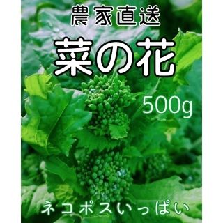 菜の花(ナバナ)  ネコポスいっぱい(約500g)✳︎収穫後発送4(野菜)