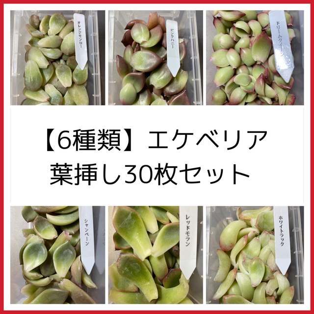 【6種類】多肉植物葉挿し30枚セット ハンドメイドのフラワー/ガーデン(その他)の商品写真