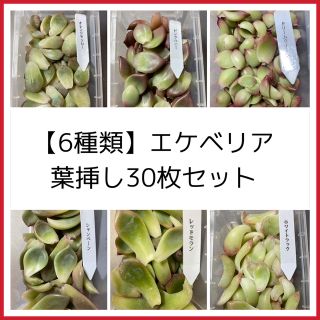 【6種類】多肉植物葉挿し30枚セット(その他)