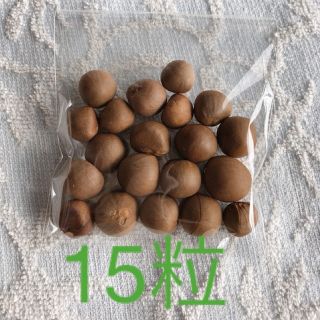 茨城産　お茶の種　無農薬栽培　タネ 15個　蒔き時期３.４月(茶)