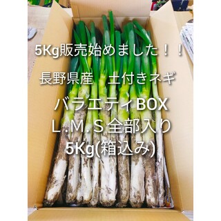 5Kg販売始めました！長野県産　長ネギ　土付き　バラエティBOX！Ｌ.Ｍ.Ｓ全部(野菜)