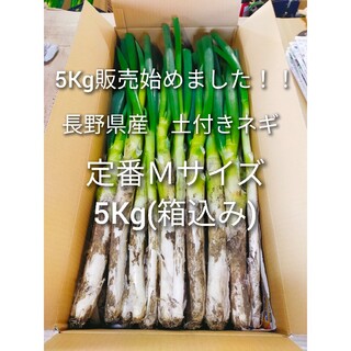5Kg販売始めました！長野県産　長ネギ　土付き　Ｍサイズ　5Kg　20本前後(野菜)