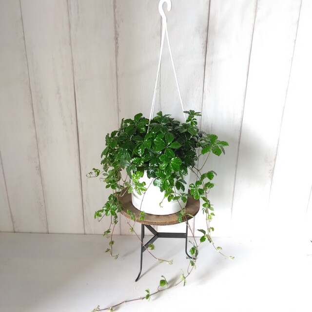 シッサス【シュガーバイン】人気！爽やかな観葉植物‼️吊り鉢！5号鉢 ハンドメイドのフラワー/ガーデン(プランター)の商品写真